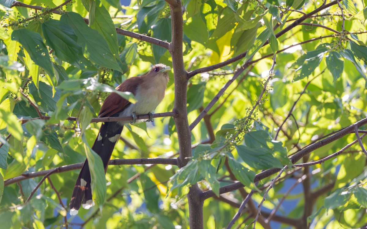 Common Squirrel-Cuckoo (Amazonian) - ML645770269