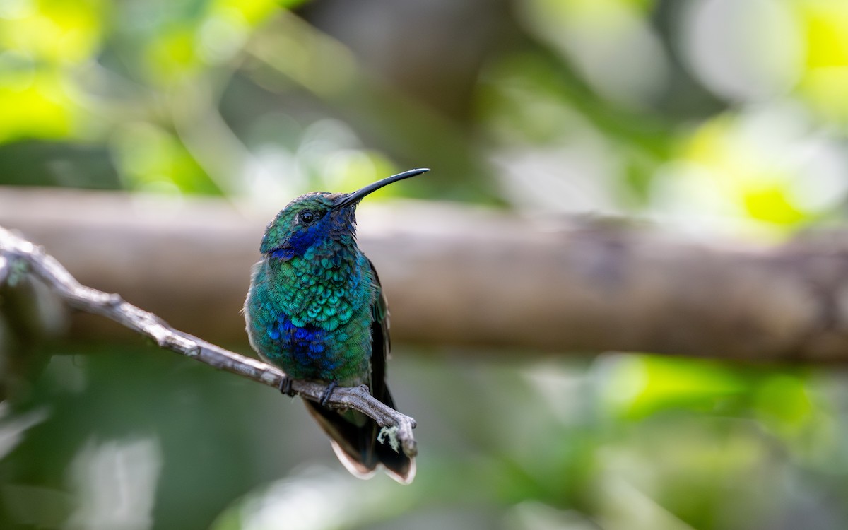 Сверкающий фиалкоух - ML645770270