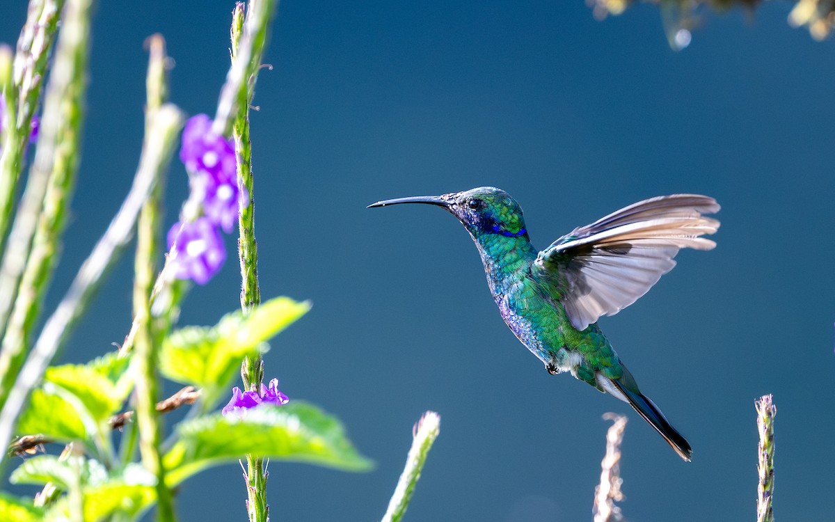 Сверкающий фиалкоух - ML645770271