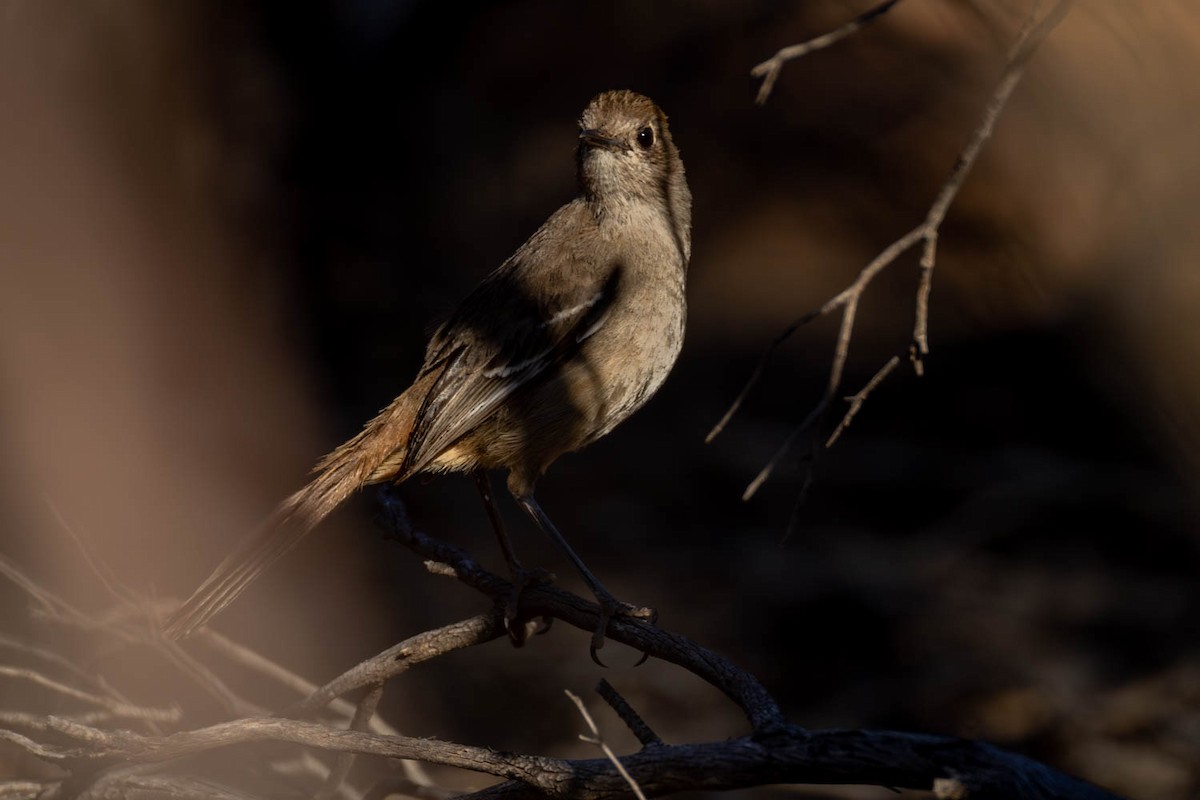 Скромная дриопа - ML645770272