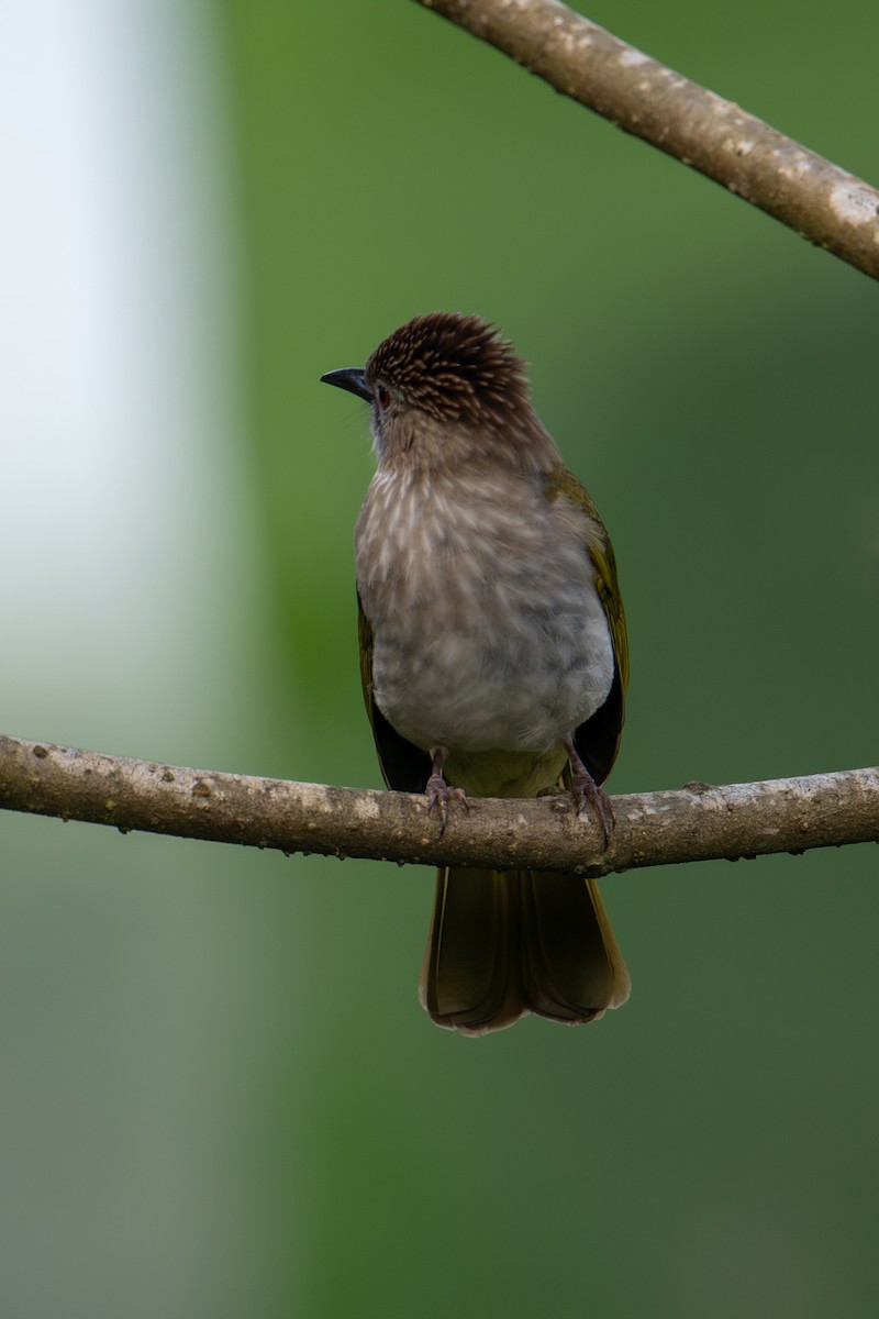 Зеленокрылый бюльбюль - ML645770273