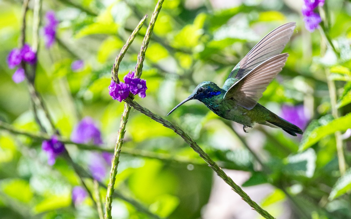 Сверкающий фиалкоух - ML645770274