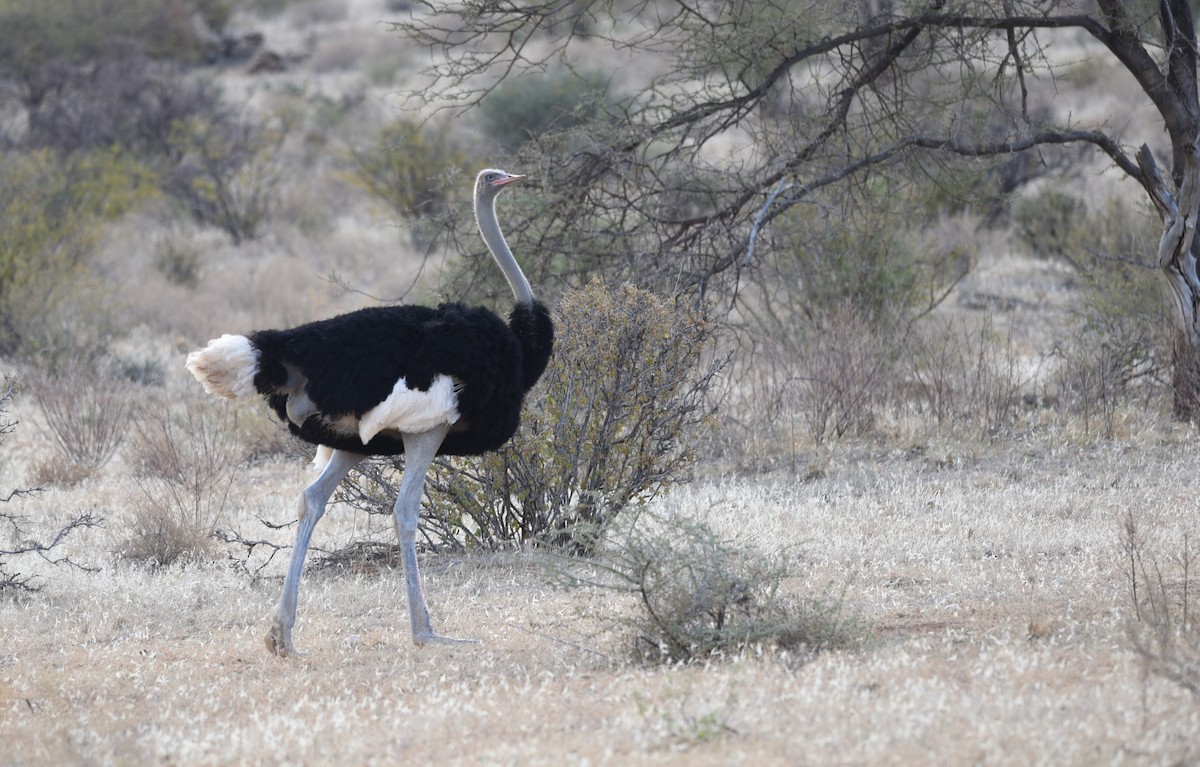 Сомалийский страус - ML645770275