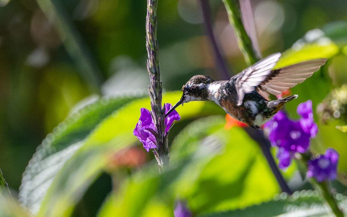 Острохвостый эльф - ML645770282