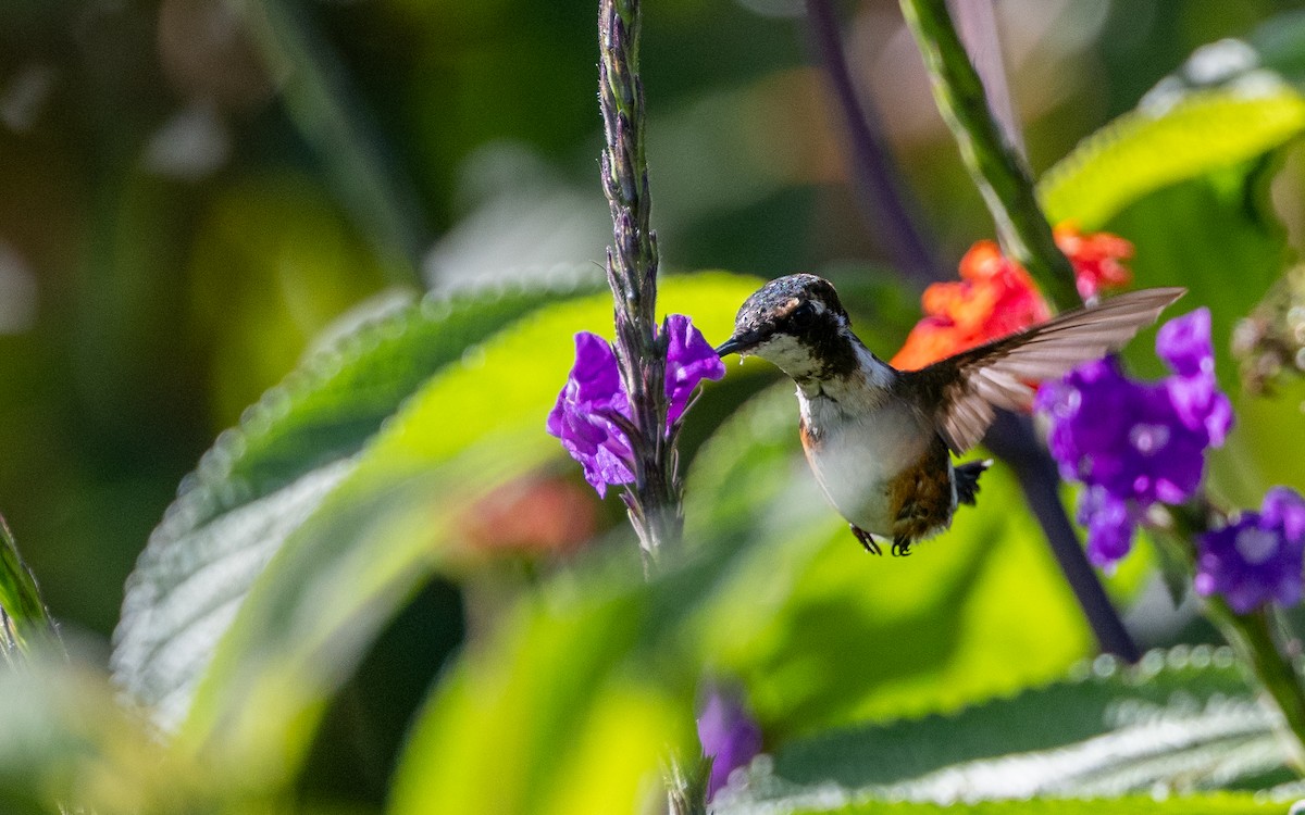 Острохвостый эльф - ML645770283