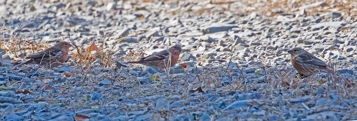 Сибирская чечевица - ML645770287