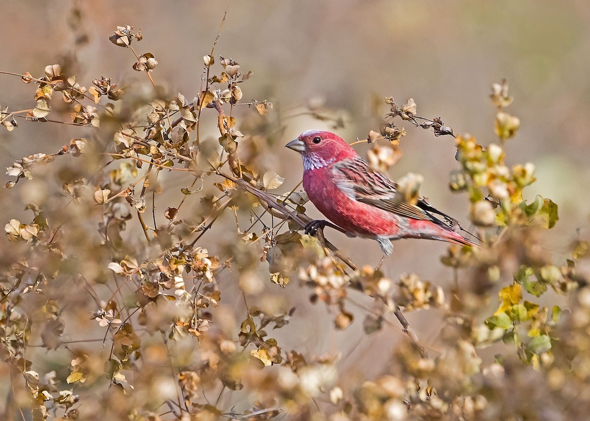Сибирская чечевица - ML645770288