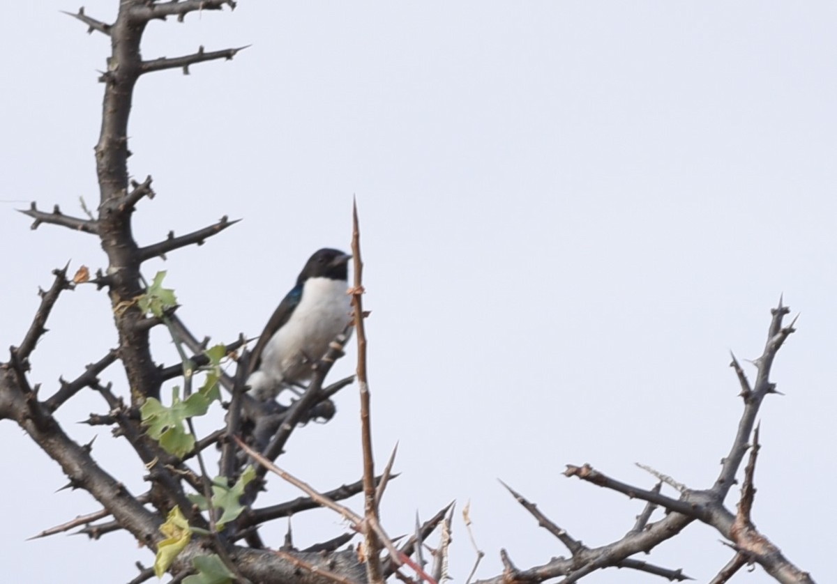 Аметистовый скворец - ML645770289