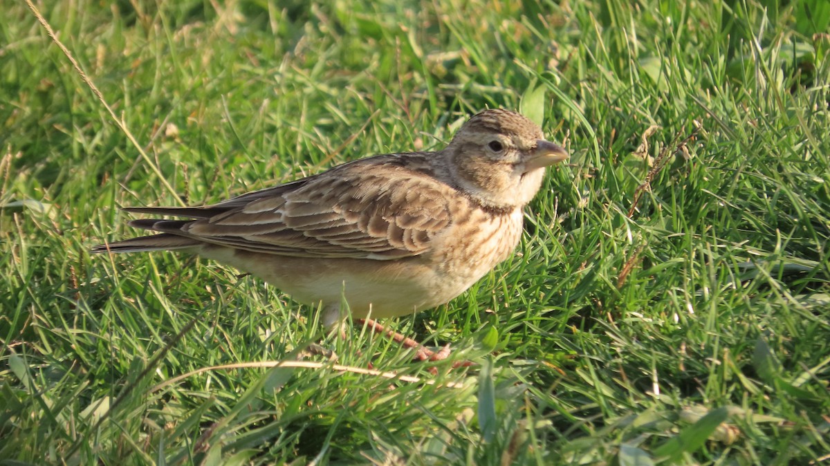 Kalanderlerche - ML645770293