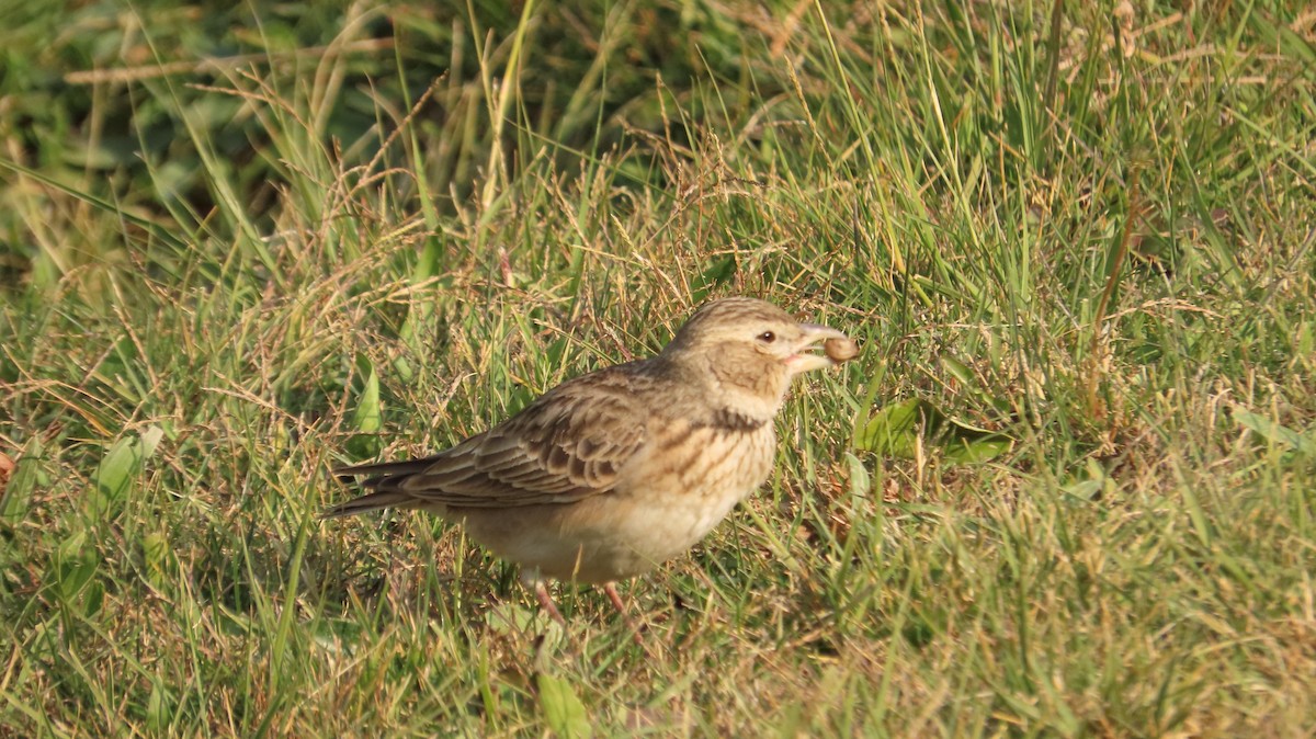 Kalanderlerche - ML645770294