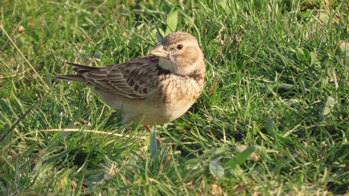 Kalanderlerche - ML645770296