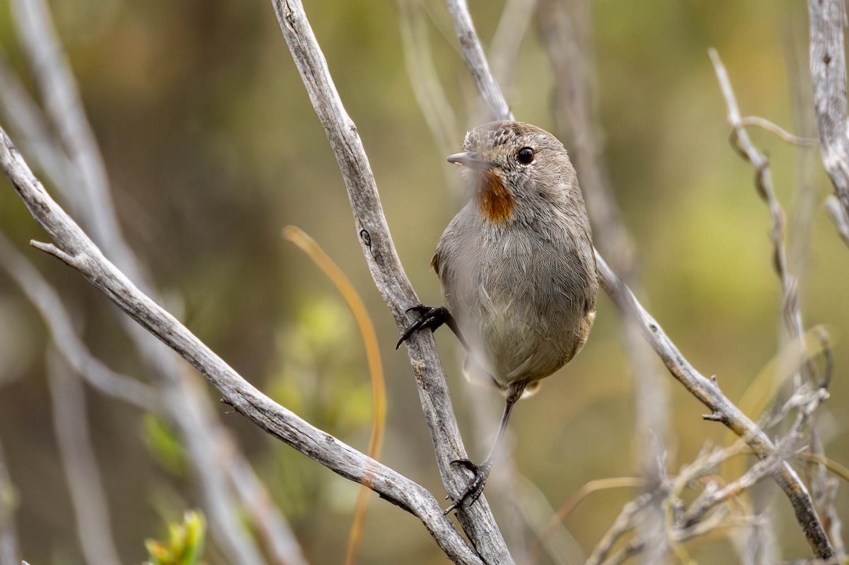 Redthroat - ML645770304