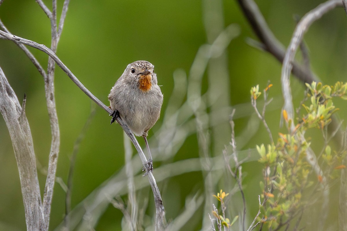 Redthroat - ML645770305