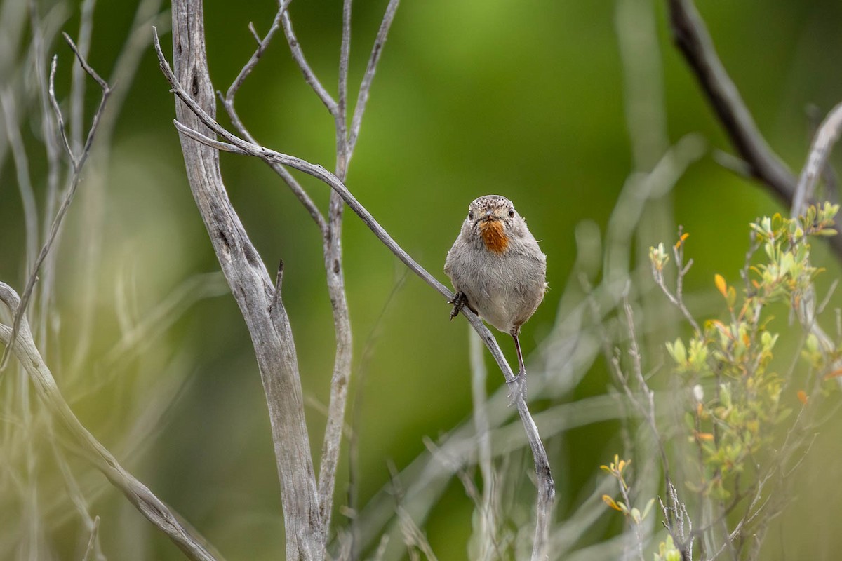 Redthroat - ML645770306