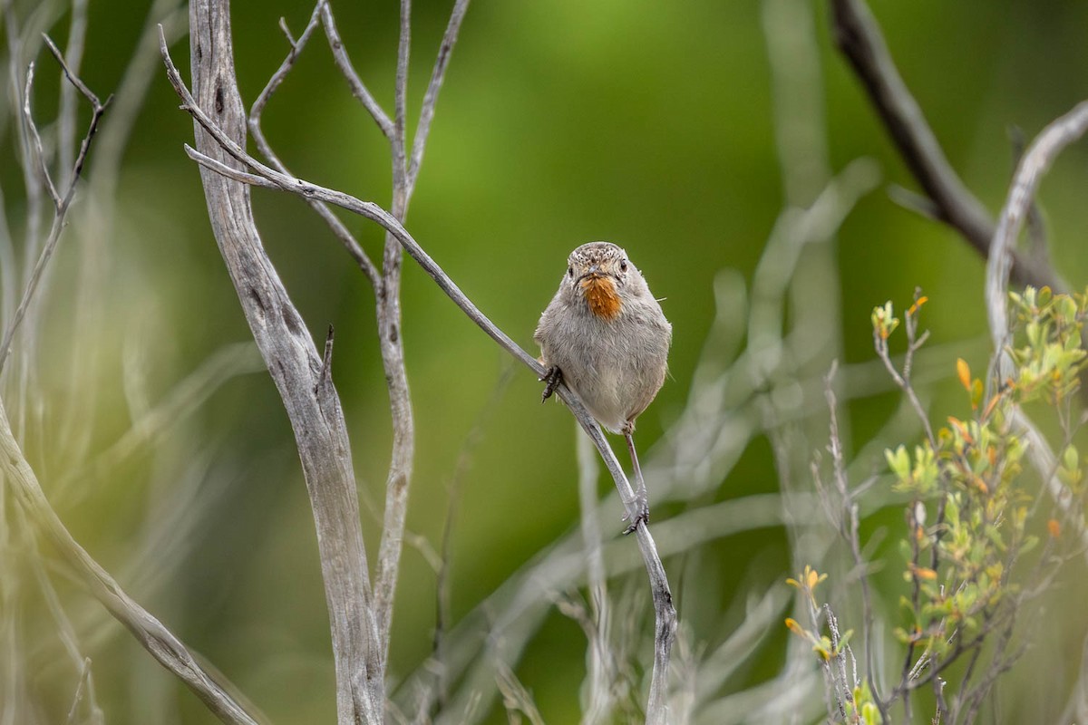 Redthroat - ML645770307