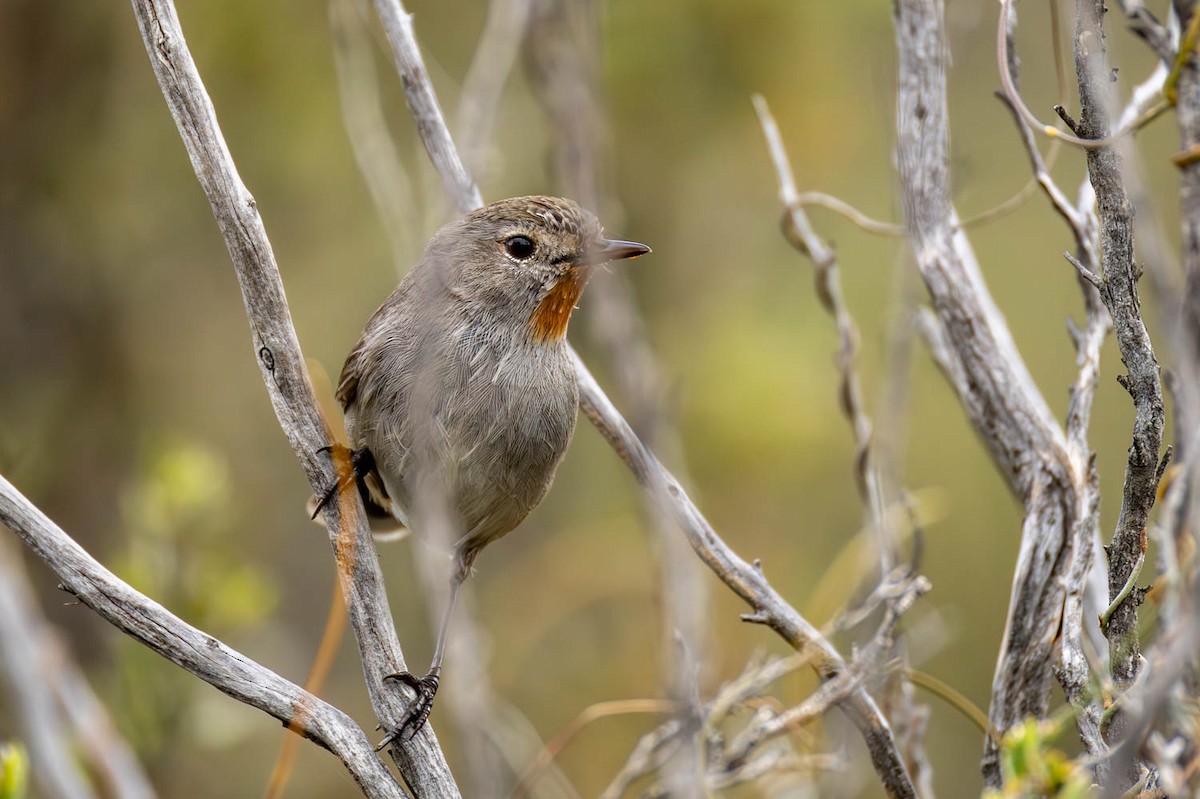 Redthroat - ML645770308