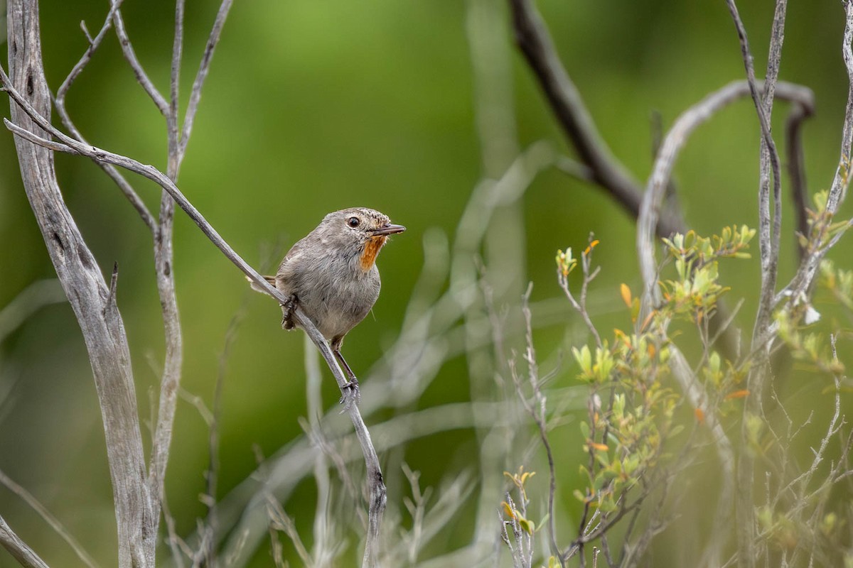 Redthroat - ML645770309