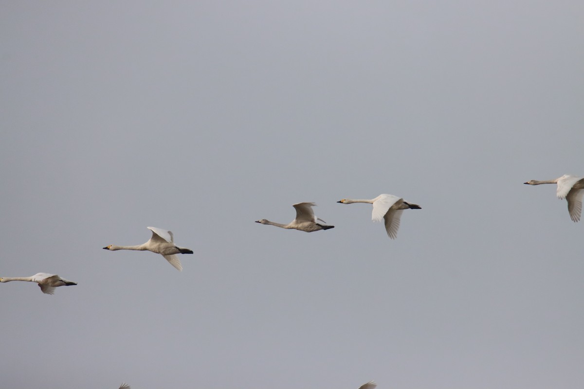 Tundra Swan - ML645770313