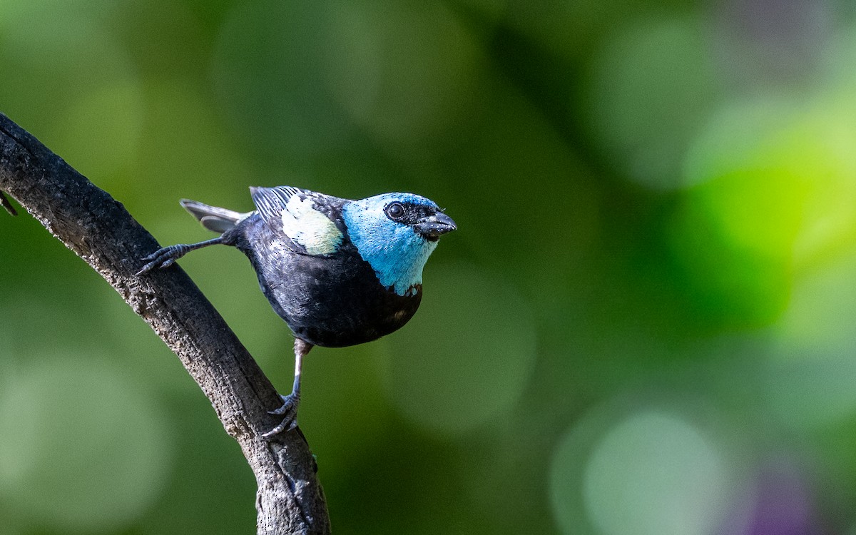 Blue-necked Tanager - ML645770317