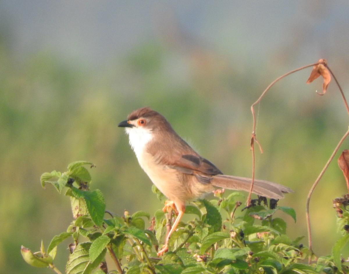 Timalí Ojigualdo - ML645770332