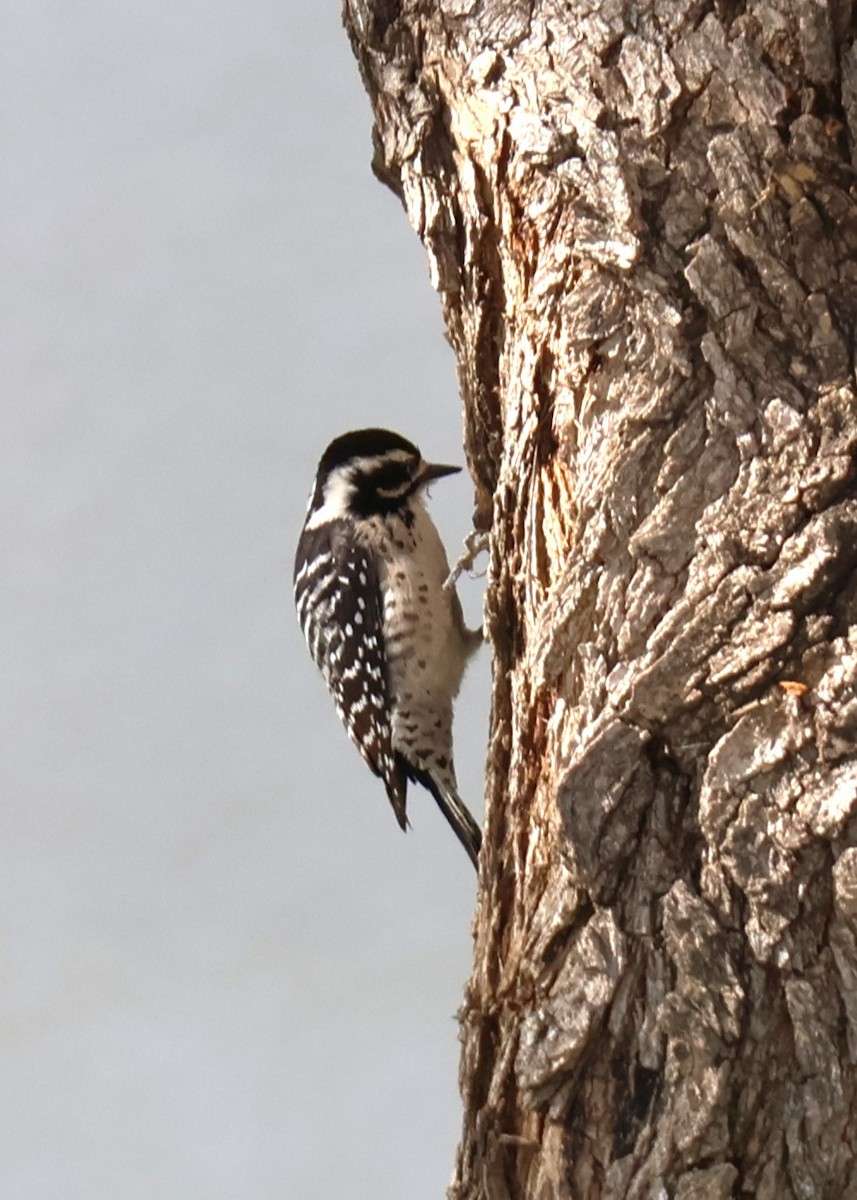 Nuttall's Woodpecker - ML645770347
