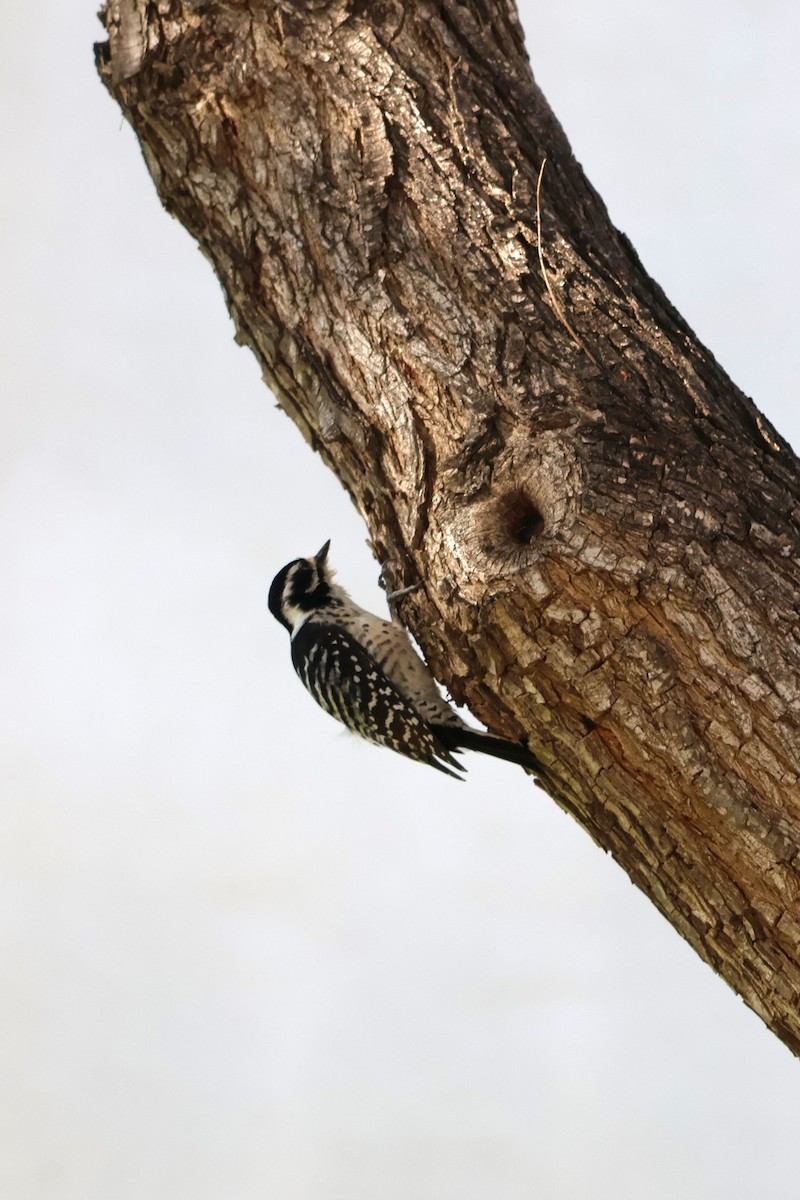 Nuttall's Woodpecker - ML645770348