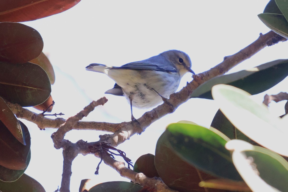 Cape May Warbler - ML645770351