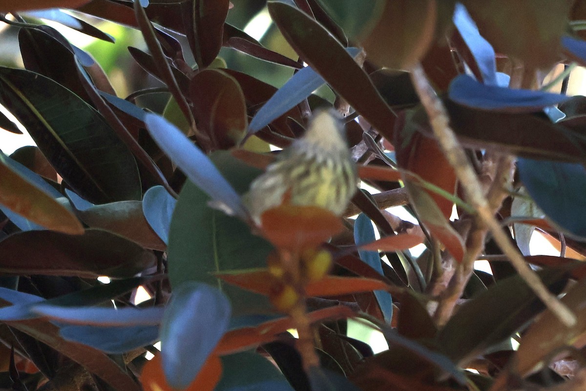 Cape May Warbler - ML645770352