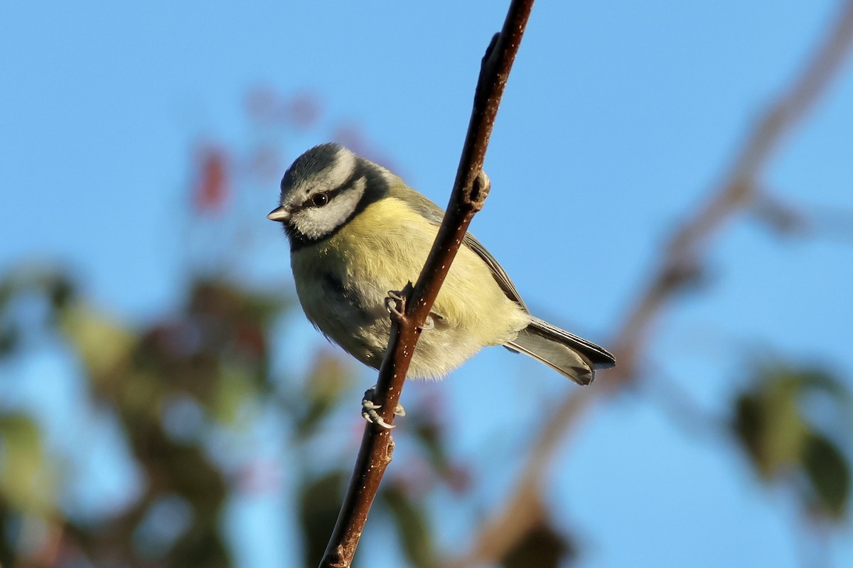 Eurasian Blue Tit - ML645770353