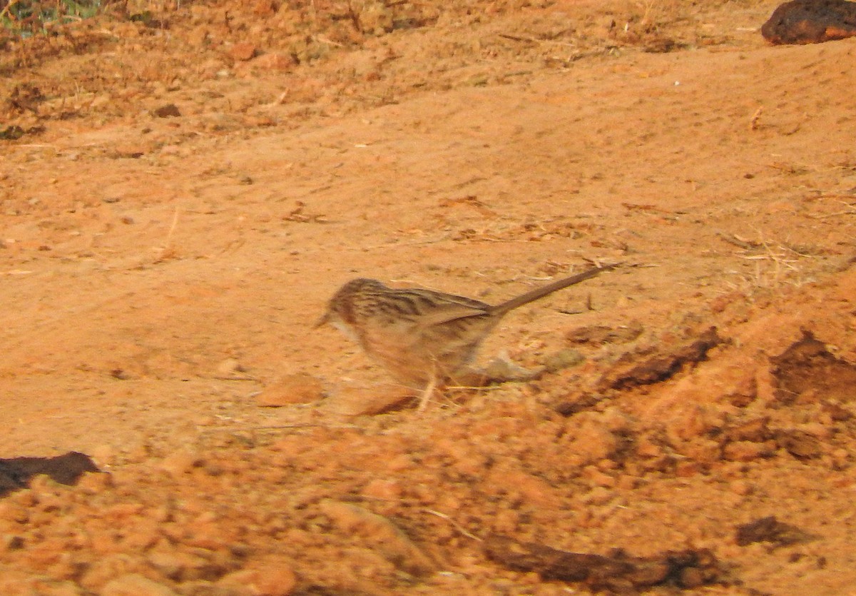 krattskriketrost - ML645770354