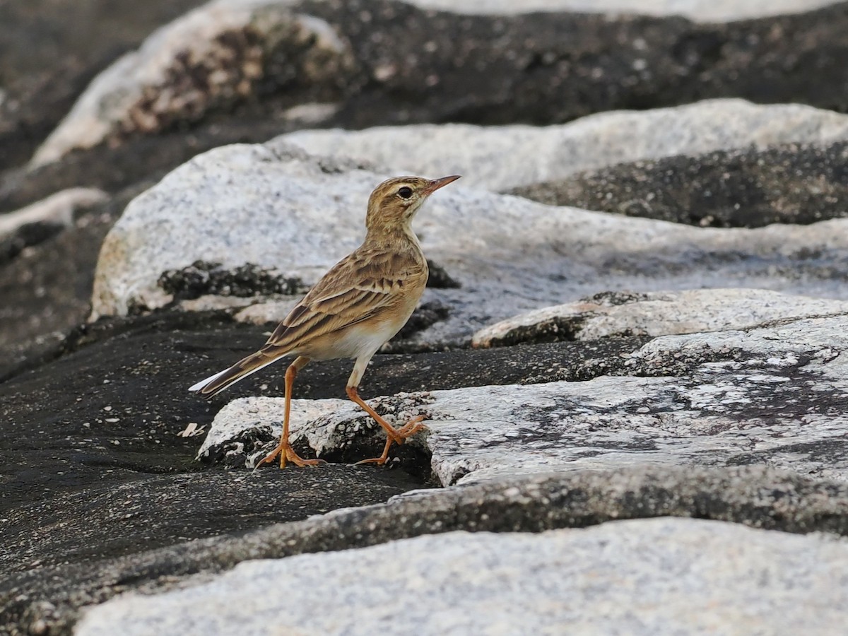 orientpiplerke - ML645770355