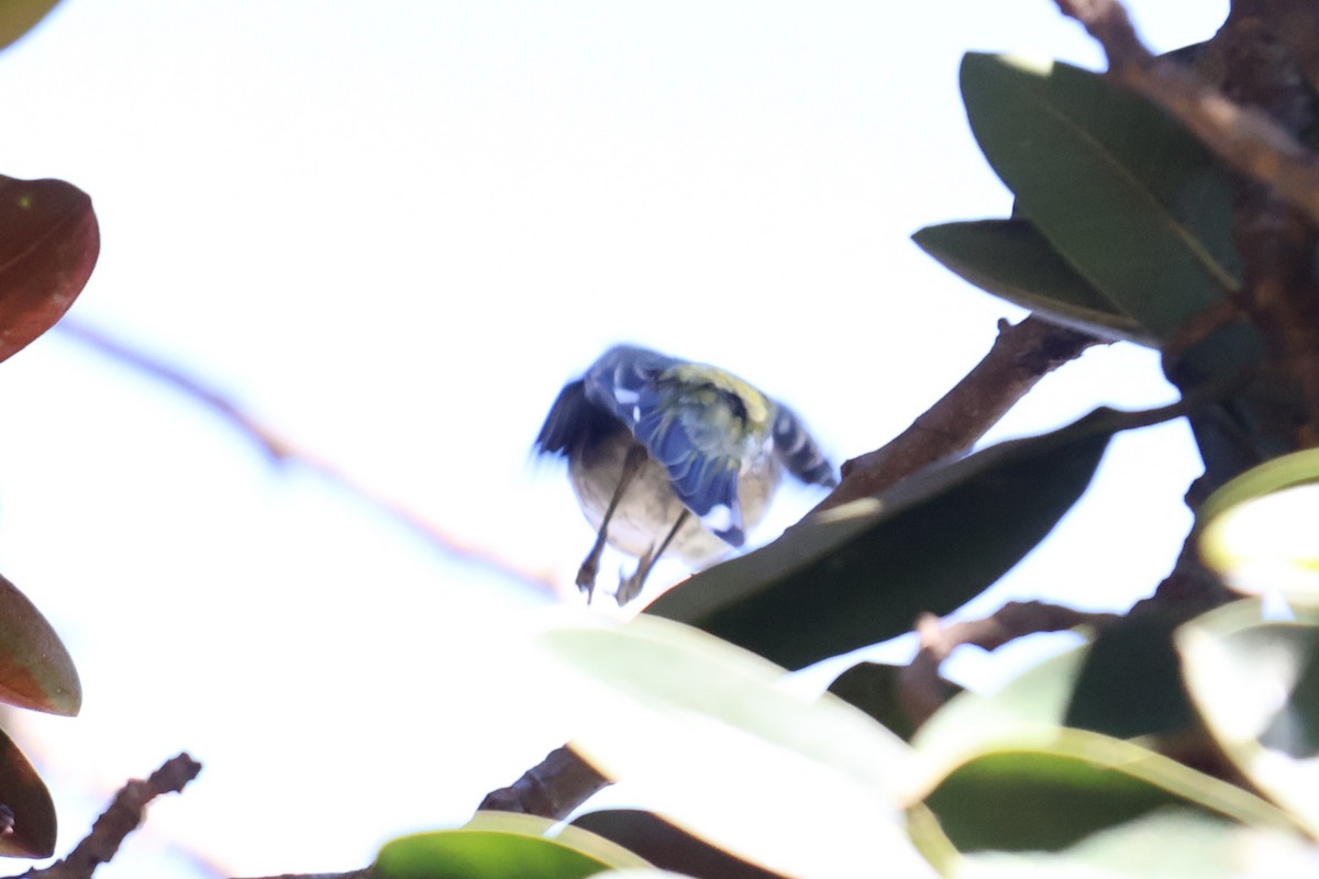 Cape May Warbler - ML645770357