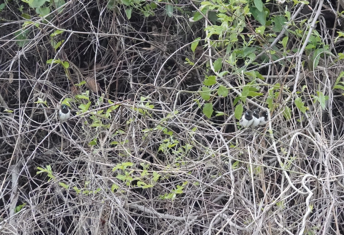 bronsemannikin - ML645770358