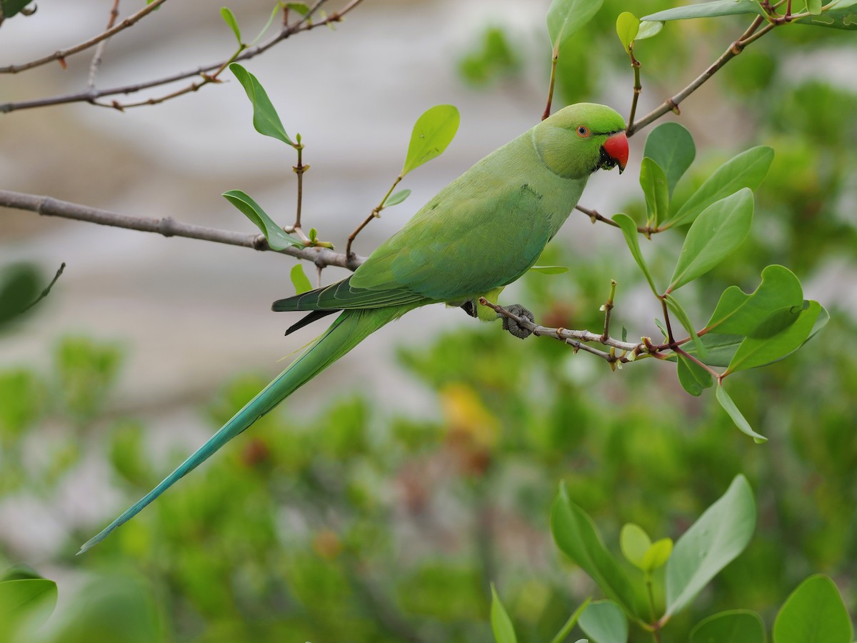 halsbåndparakitt - ML645770360