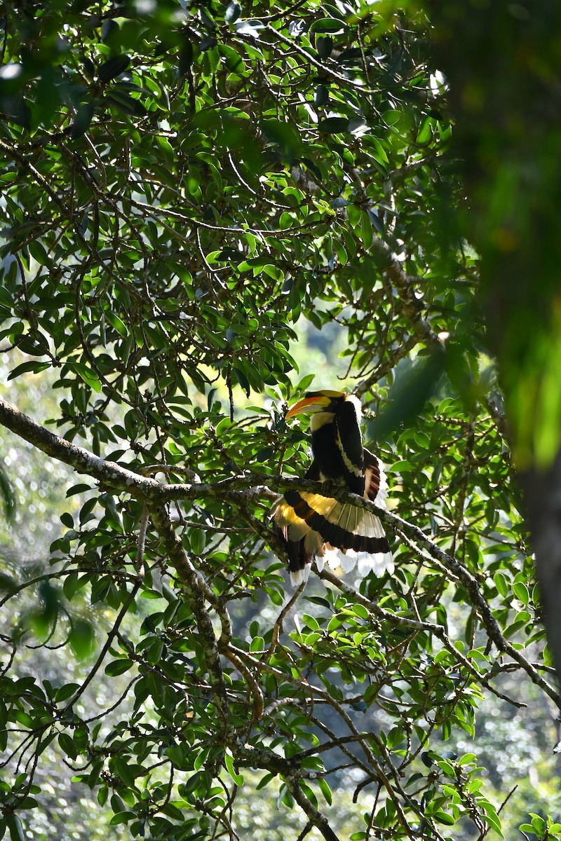 storhornfugl - ML645770361