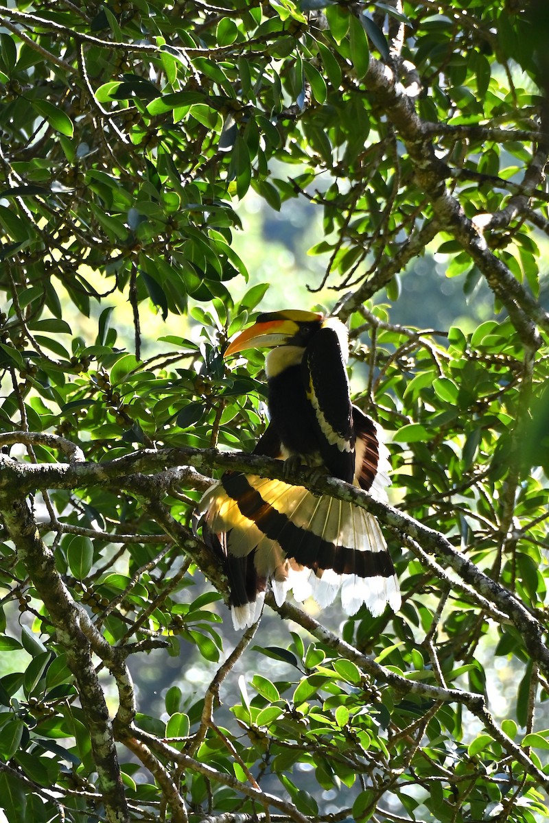 storhornfugl - ML645770362