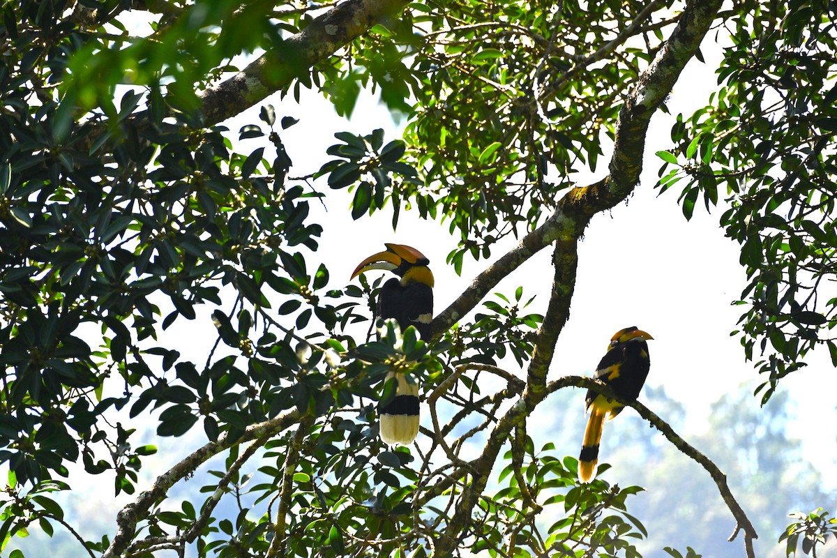 storhornfugl - ML645770363