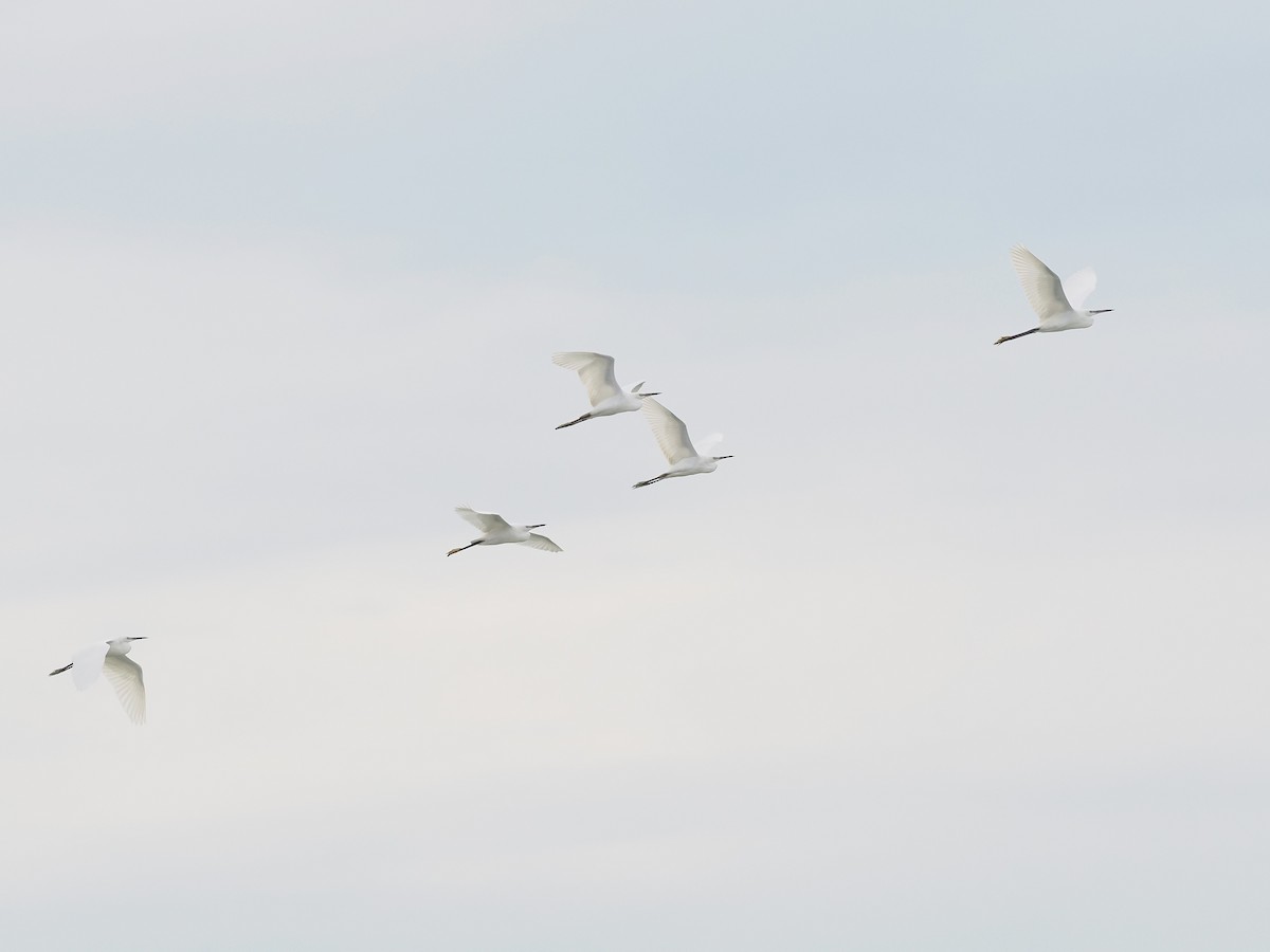 silkehegre - ML645770364