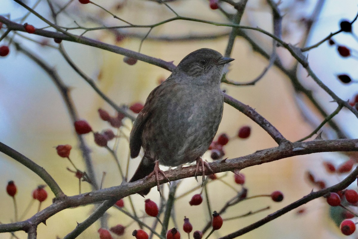 jernspurv - ML645770366