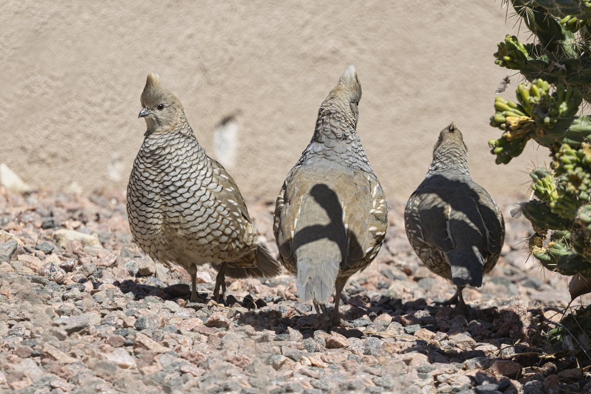 skjellvaktel - ML645770368