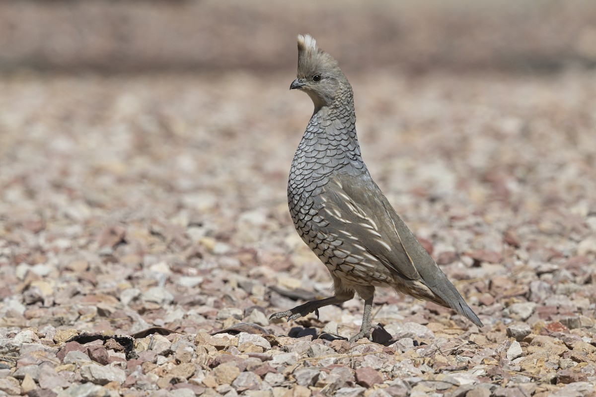 skjellvaktel - ML645770369