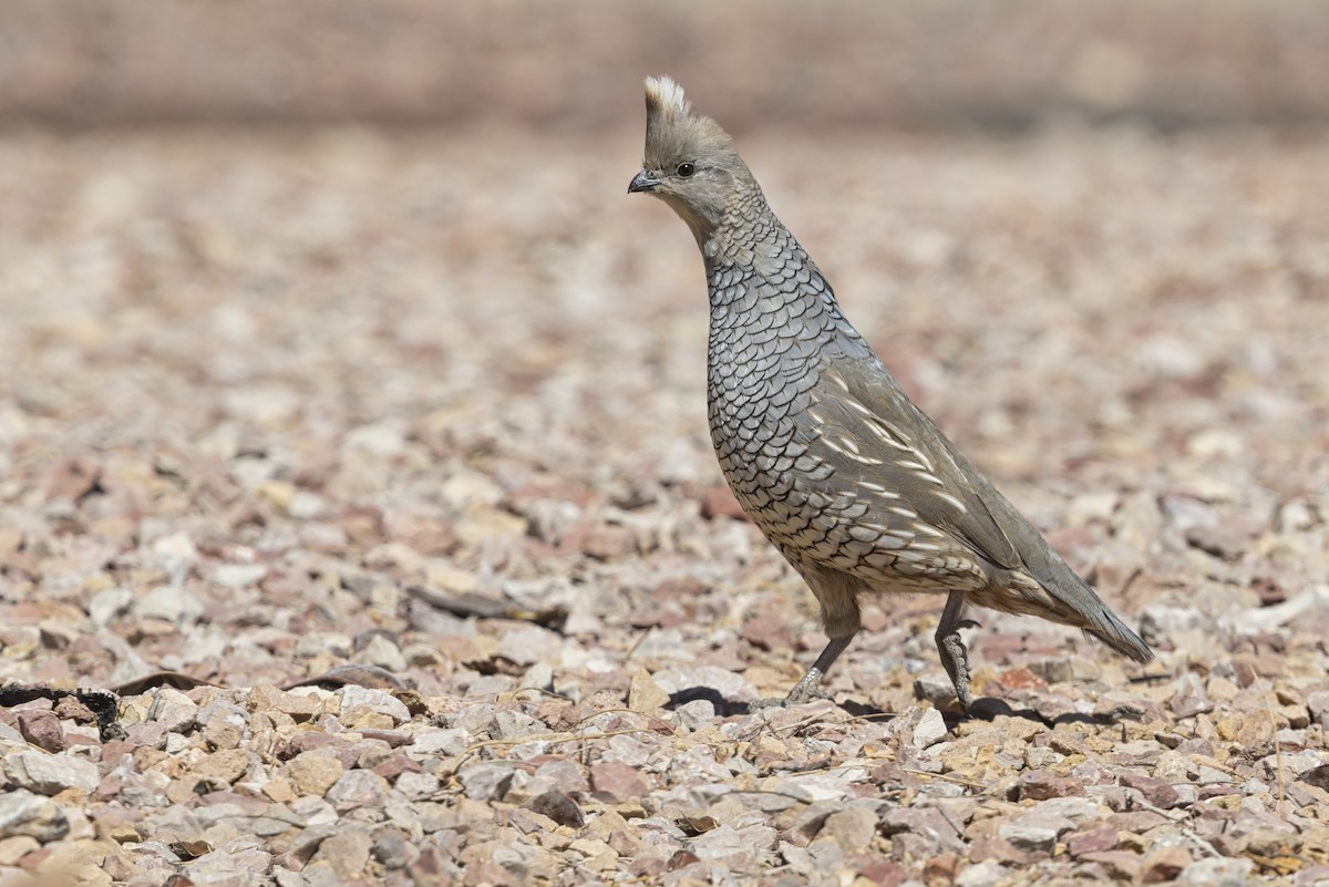 skjellvaktel - ML645770370