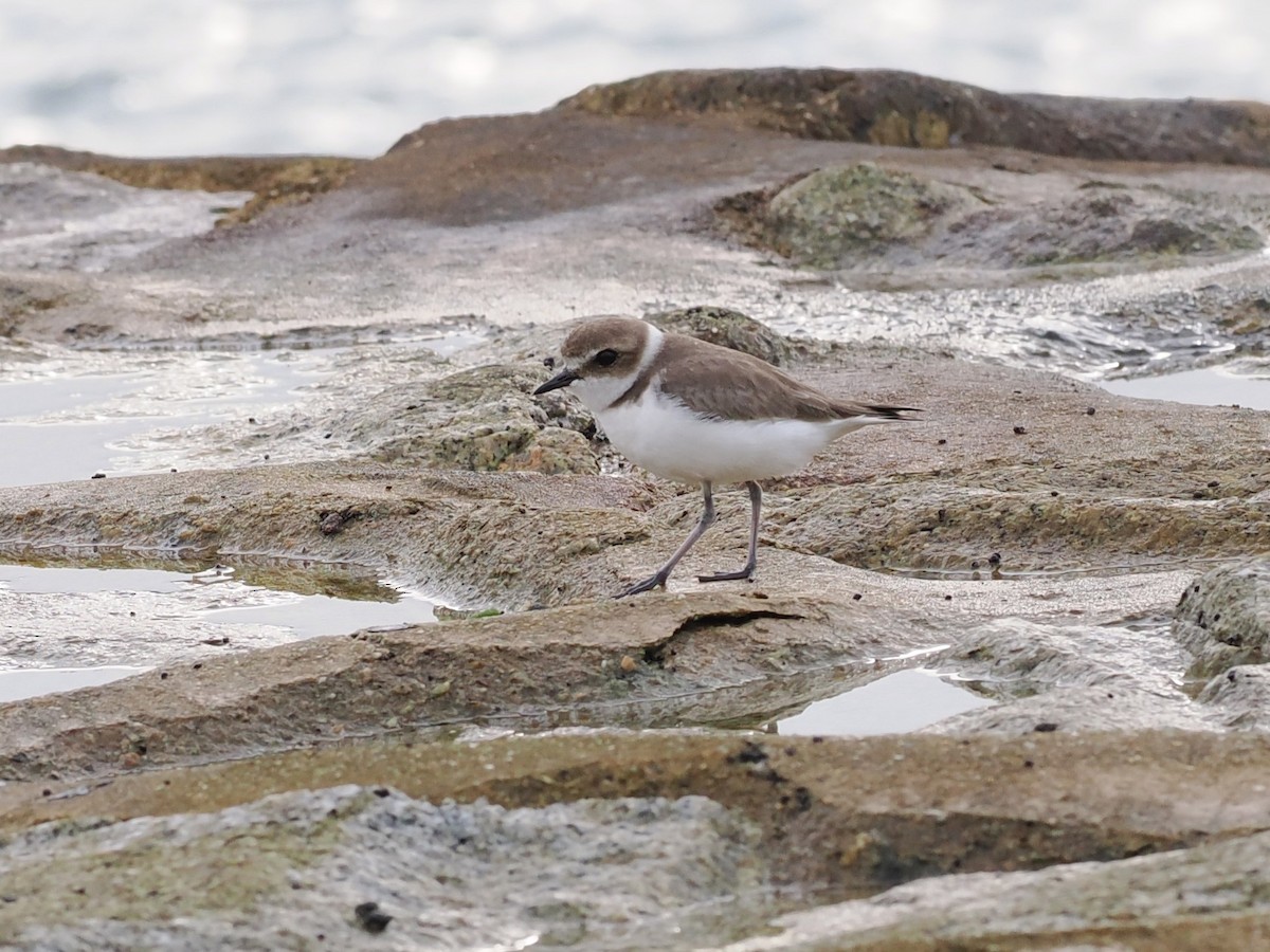 hvitbrystlo - ML645770371