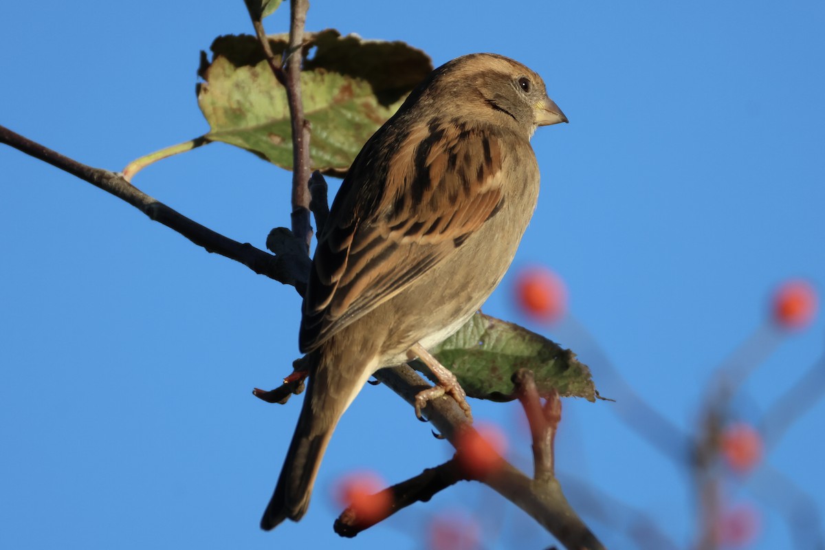 gråspurv - ML645770372