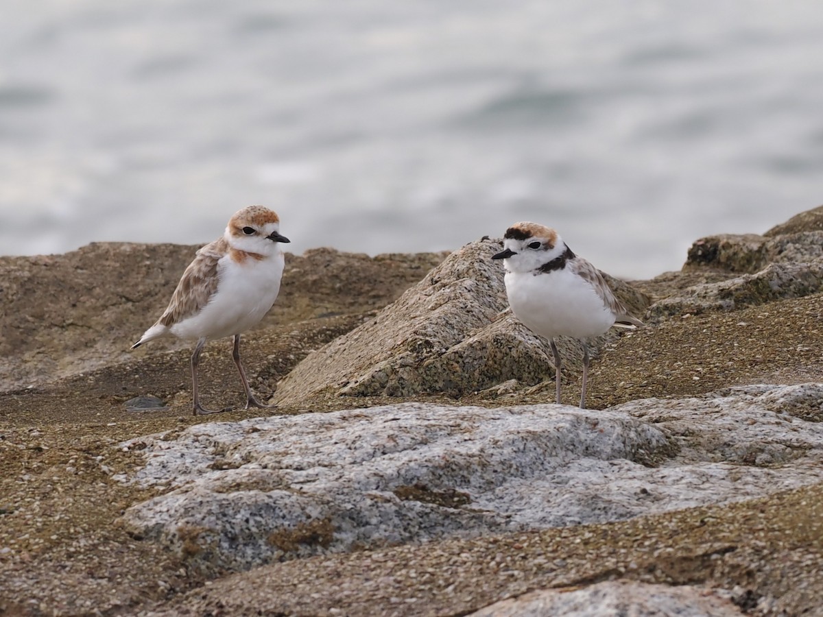 arkipello - ML645770373