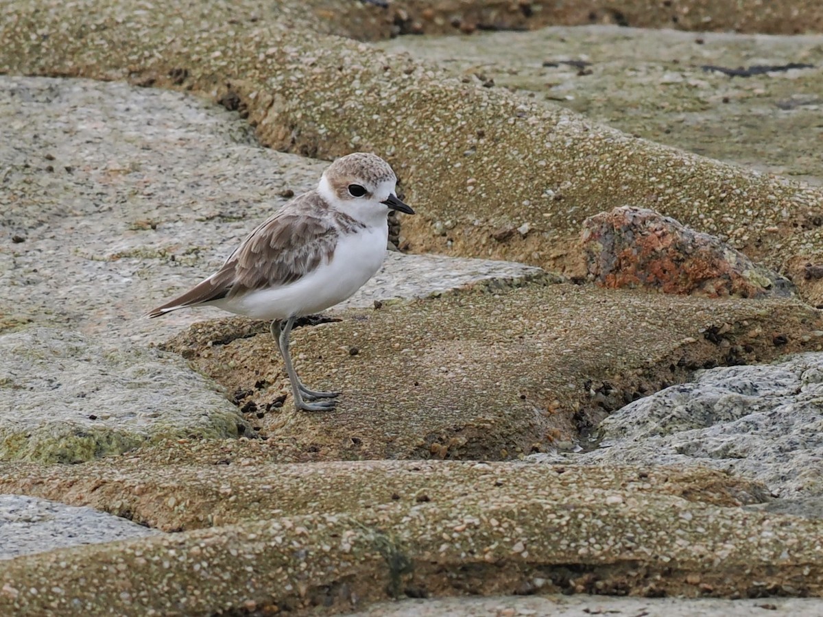 arkipello - ML645770374