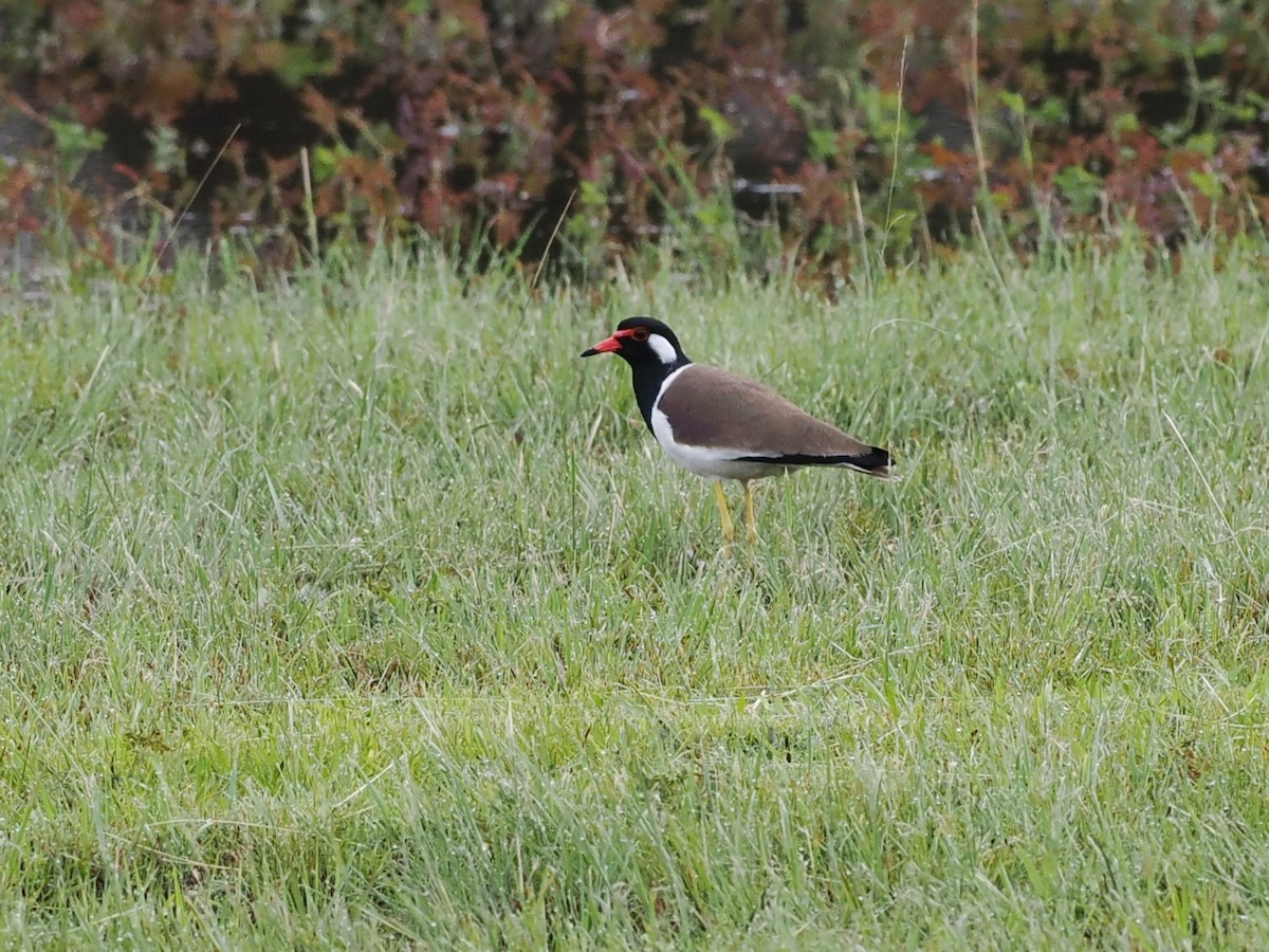 brillevipe - ML645770375