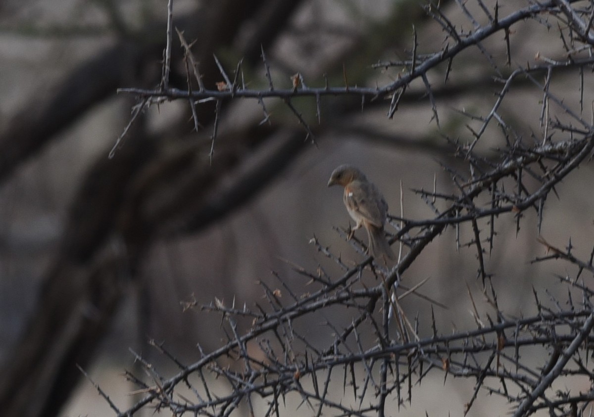 tykknebbspurv - ML645770377