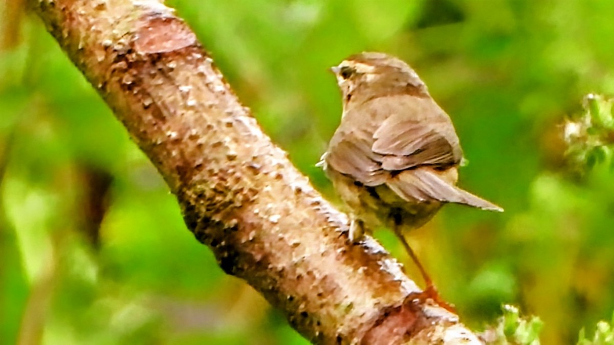 brunsanger - ML645770380