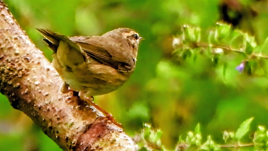 brunsanger - ML645770381